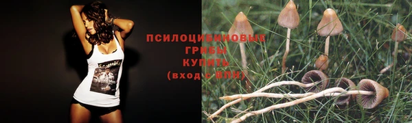 трава Аркадак